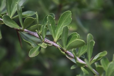 Gymnosporia maranguensis, photographed by Tony Rebelo