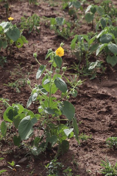 Abutilon guineense, photographed by Tony Rebelo