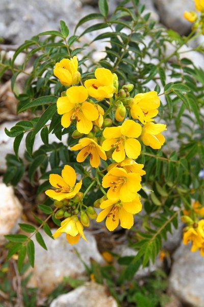 Senna mexicana, photographed by Brian Oakes Haiti Hunter