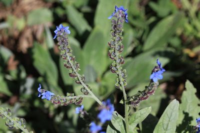 Cynoglossum amabile, photographed by Brian Oakes Haiti Hunter