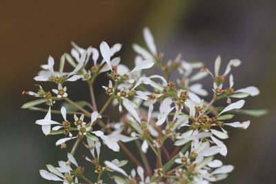 Euphorbia leucocephala, photographed by Brian Oakes Haiti Hunter