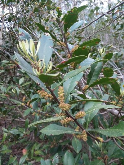 Myrica inodora, photographed by Will McFarland