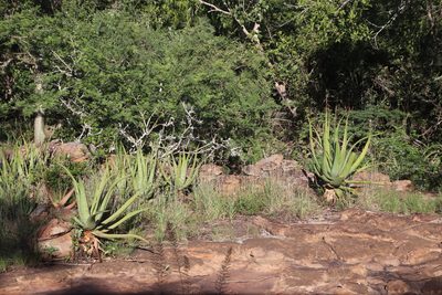 Aloe spicata, photographed by Tony Rebelo