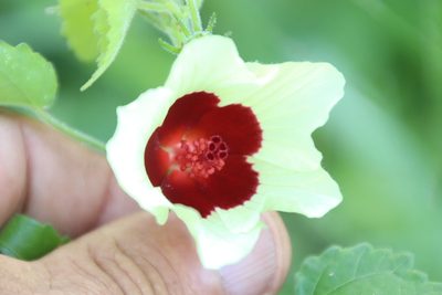Hibiscus vitifolius, photographed by Tony Rebelo