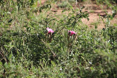 Adenium swazicum, photographed by Tony Rebelo