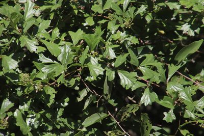 Rhoicissus tridentata, photographed by Tony Rebelo