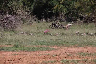 Adenium swazicum, photographed by Tony Rebelo