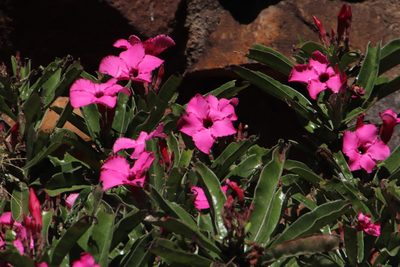 Adenium swazicum, photographed by Tony Rebelo