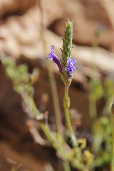 Lavandula mairei, photographed by Olivier Argagnon
