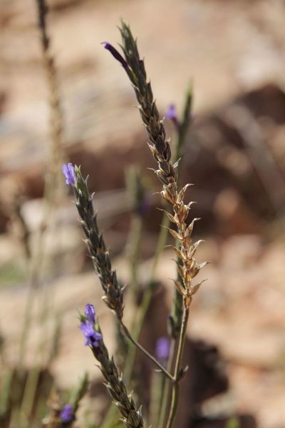 Lavandula mairei, photographed by Olivier Argagnon
