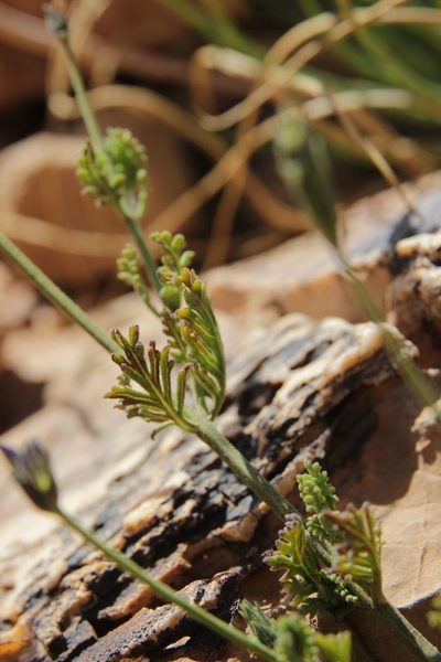 Lavandula mairei, photographed by Olivier Argagnon