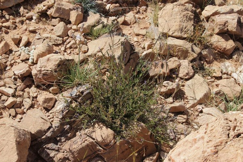 Lavandula mairei, photographed by Olivier Argagnon