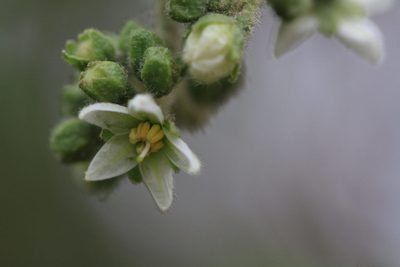 Solanum umbellatum, photographed by Brian Oakes Haiti Hunter