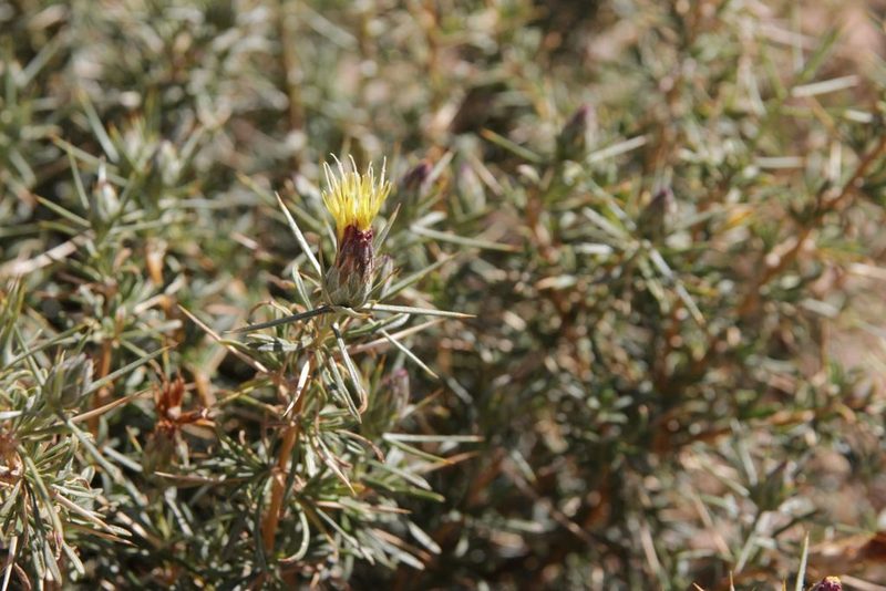 Carthamus fruticosus, photographed by Olivier Argagnon