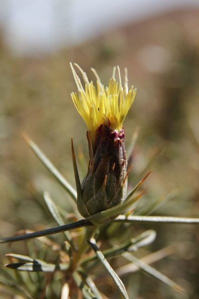 Carthamus fruticosus, photographed by Olivier Argagnon