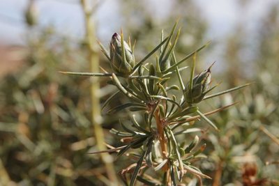 Carthamus fruticosus, photographed by Olivier Argagnon