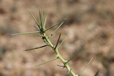 Carthamus fruticosus, photographed by Olivier Argagnon
