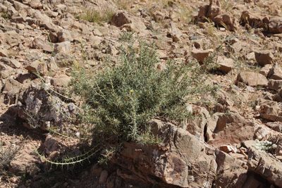 Carthamus fruticosus, photographed by Olivier Argagnon