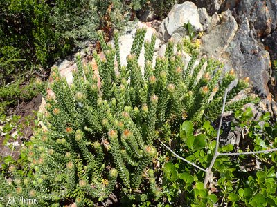 Oedera calycina, photographed by lallen