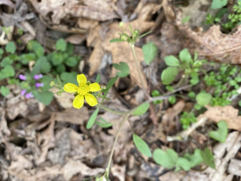 Ranunculus harveyi, photographed by Miranda Kohout