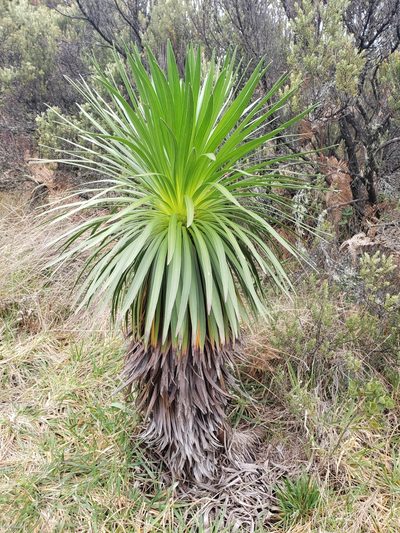 Argyroxiphium grayanum, photographed by Cos