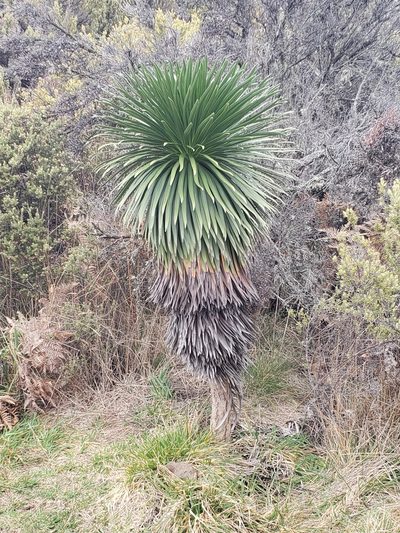 Argyroxiphium grayanum, photographed by Cos