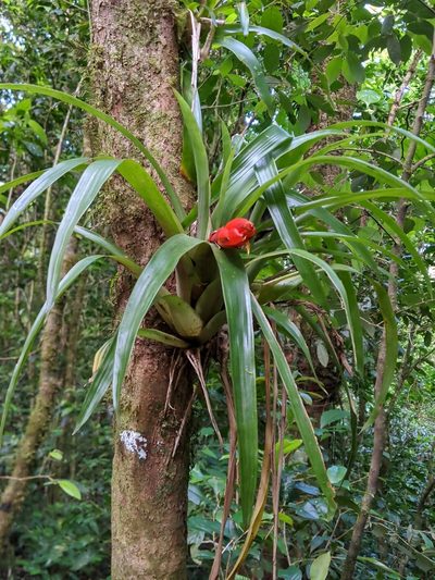 Guzmania nicaraguensis, photographed by Ben Keen