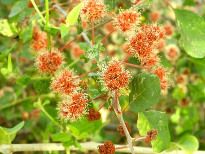 Pisonia capitata, photographed by Francisco Farriols Sarabia