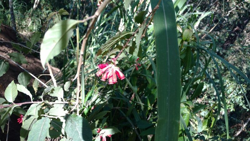 Cestrum fasciculatum, photographed by Alexis López Hernández