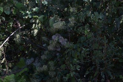 Clematis dioica, photographed by Alexis López Hernández
