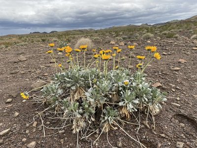 Enceliopsis argophylla, photographed by Matt Berger