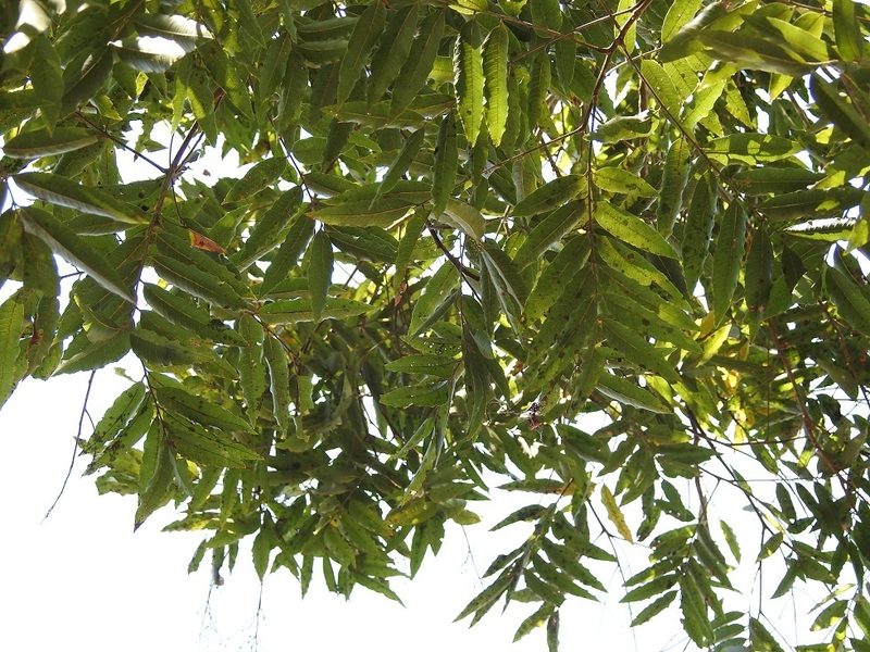 Brunellia mexicana, photographed by Neptalí Ramírez Marcial