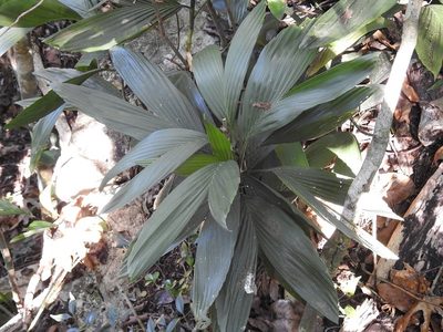 Chamaedorea stolonifera, photographed by Neptalí Ramírez Marcial