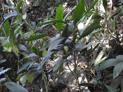 Chamaedorea stolonifera, photographed by Neptalí Ramírez Marcial