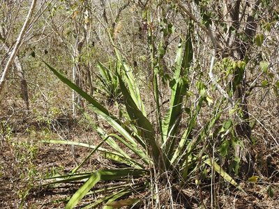 Furcraea guatemalensis, photographed by Neptalí Ramírez Marcial
