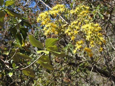 Sinclairia discolor, photographed by Neptalí Ramírez Marcial