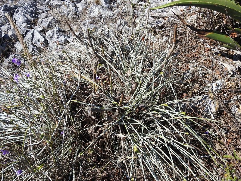 Pitcairnia breedlovei, photographed by Neptalí Ramírez Marcial