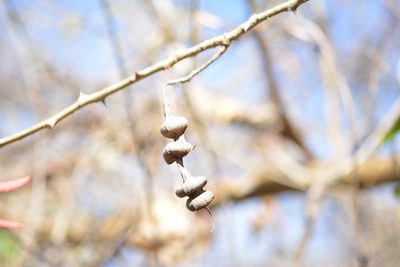 Erythrina chiapasana, photographed by Neptalí Ramírez Marcial
