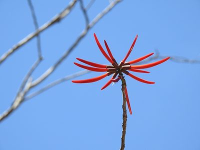 Erythrina chiapasana, photographed by Neptalí Ramírez Marcial