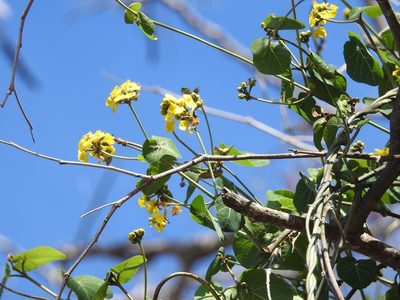 Stigmaphyllon dichotomum, photographed by Neptalí Ramírez Marcial