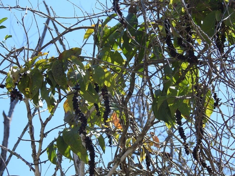 Coccoloba montana, photographed by Neptalí Ramírez Marcial