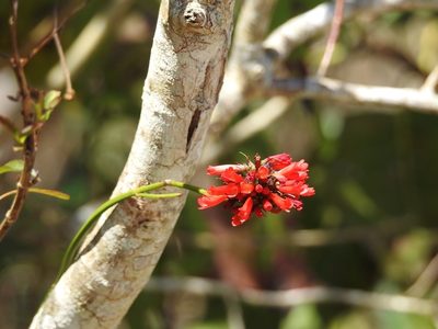 Russelia acuminata, photographed by Neptalí Ramírez Marcial
