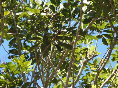 Cupania dentata, photographed by Neptalí Ramírez Marcial