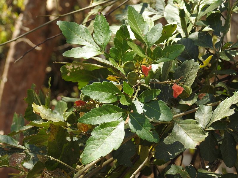 Paullinia fuscescens, photographed by Neptalí Ramírez Marcial