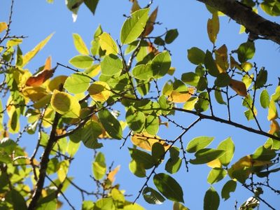 Ulmus ismaelis, photographed by Neptalí Ramírez Marcial