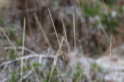 Muhlenbergia lindheimeri, photographed by Nick Loveland
