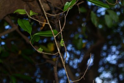 Embelia drupacea, photographed by S.MORE