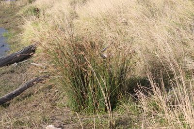 Juncus sarophorus, photographed by Joe Potter Butler