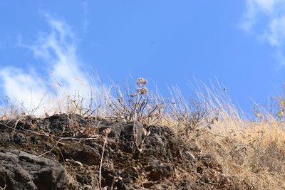 Kalanchoe bhidei, photographed by S.MORE