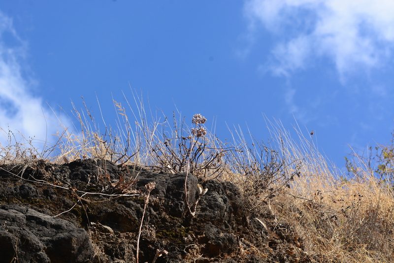 Kalanchoe bhidei, photographed by S.MORE